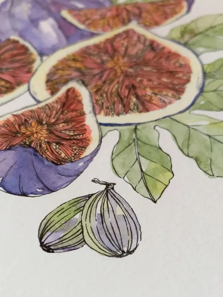 Figs Art Print (5x7)